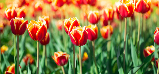 Tulips banner background. Many red tulips on a flower bed. Floral and spring background concept