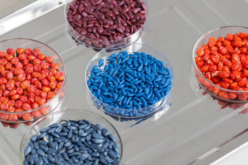 Herbicide-treated sunflower and corn seeds in a Petri dish on a metal tray