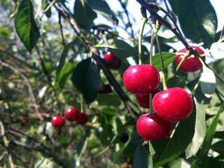 Ripe red cherry berries on a branch in the garden, close up. Selective focus