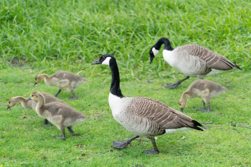 Canada geese