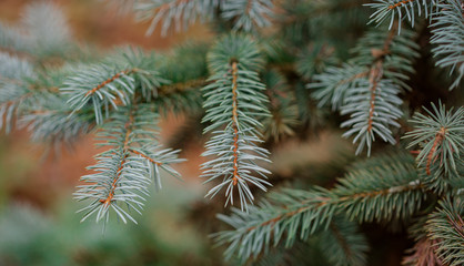 Colorado blue spruce close up framing open copy space with new spring growth and pine cones. Christmas concept.