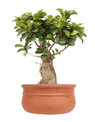 Ficus Ginseng small bonsai tree in clay pot