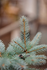 Colorado blue spruce close up framing open copy space with new spring growth and pine cones. Christmas concept.