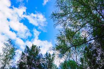 Background - bottom view of trees and clear sky