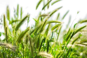 The background of the young beautiful green ears of wheat
