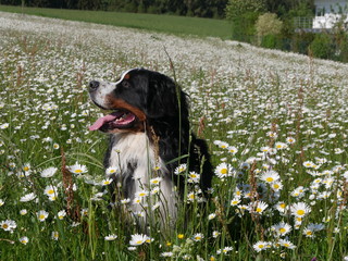 Bernersennenhund