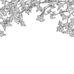 Fototapeta premium Vector ivy leaves black on vhite