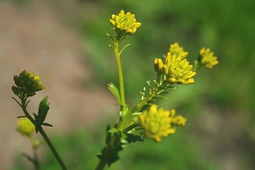yellow flowers on green background