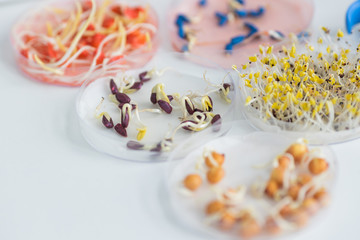 Herbicide-treated corn, suflowers, chick-pea seeds in a Petri dish and sprouted seeds on a table