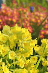 yellow primrose flowers in the garden