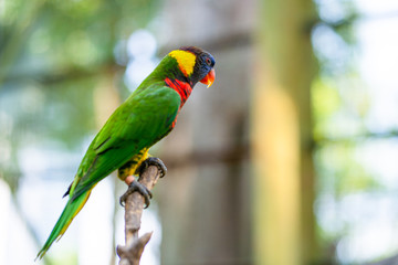 Rainbow Lorikeet parrots in a green park. Bird park, wildlife