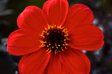 Daisy with red petals and yellow and black pistil