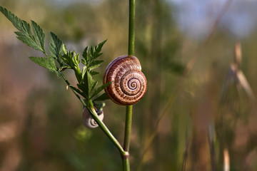 Brown snail on the stem of a plant