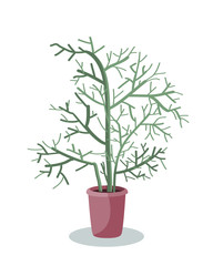 Potted Euphorbia tirucalli Linn., Euphorbia tirucalli or Pencil Tree, vector illustration. Houseplant, home plant decoration