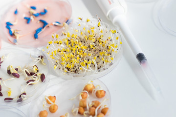 Herbicide-treated corn, suflowers, chick-pea seeds in a Petri dish and sprouted seeds on a table with a dispenser
