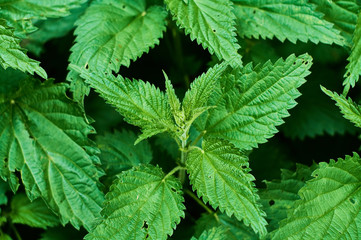 Background or texture of large green, fresh and spring nettle leaves in the forest.
