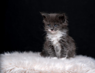 cute 4 week old maine coon kitten sitting on fake white fur in front of black background looking sad