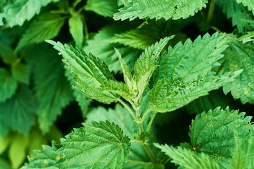 Background or texture of large green, fresh and spring nettle leaves in the forest.