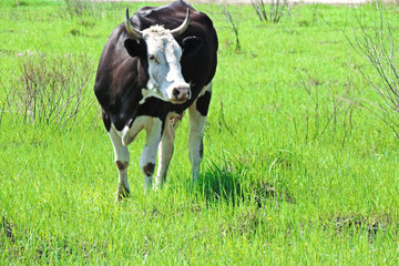 black and white cow grazing on a green lawn