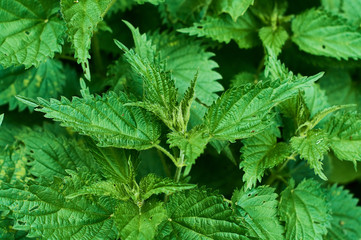 Background or texture of large green, fresh and spring nettle leaves in the forest.