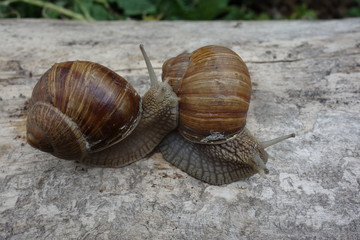 Two brown vineyard snails (Helix pomatia) on a bright tree trunk