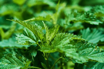 Background or texture of large green, fresh and spring nettle leaves in the forest.