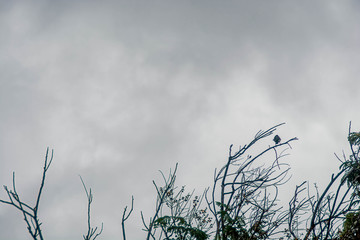 clouds in the sky birds branches