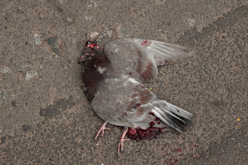 dead dove corpse crushed by car with blood on asphalt background