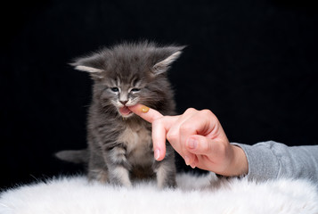 studio shot of a cute maine coon kitten chewing on finger