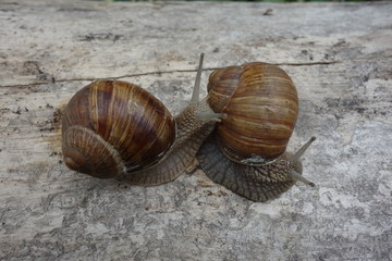 Two brown vineyard snails (Helix pomatia) on a bright tree trunk