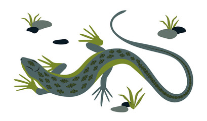 Green lizard vector illustration. Reptile with long body and tail, four legs and green skin. Design for poster, web site.