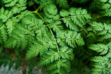 Background or texture of green, fresh and spring leaves of the wild plant cow parsley in the forest.