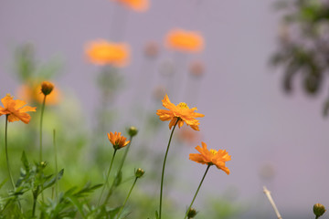 Cosmos sulfurous Bright Light Orange, blurred flowers in the background, great for background images