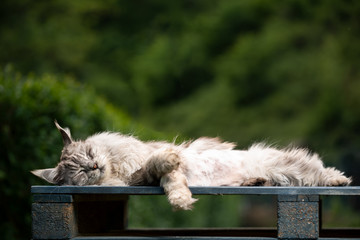 10 year old maine coon cat  lying on side sleeping on wooden euro pallet outdoors in garden