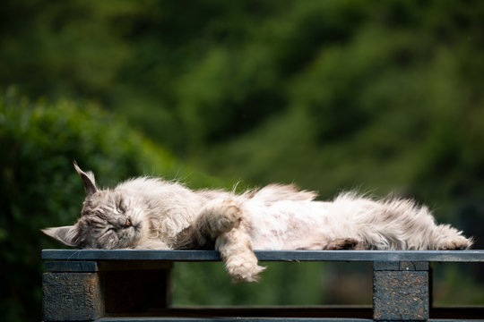 10 Year Old Maine Coon Cat  Lying On Side Sleeping On Wooden Euro Pallet Outdoors In Garden