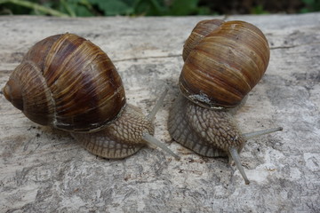 Two brown vineyard snails (Helix pomatia) on a bright tree trunk