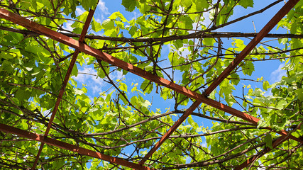 Spring flowering in gardens and forests. Blooming apple tree, fruits of cherry and apricots. Tree peonies, wildflowers. Green leaves.