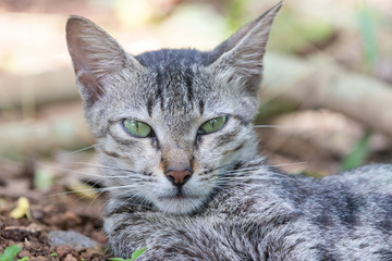 Pet cat fierce look portrait