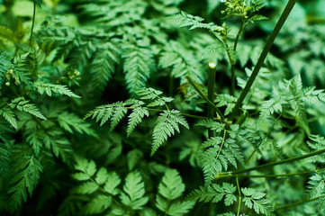 Background or texture of green, fresh and spring leaves of the wild plant cow parsley in the forest.