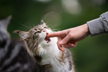 funny picture of pet owner feeding maine coon cat with creamy treats