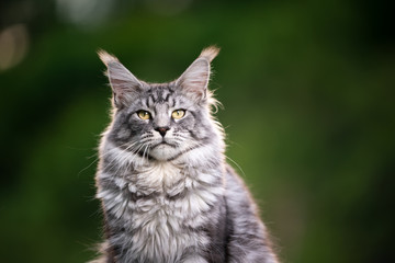 Naklejka na ściany i meble portrait of a beautiful silver tabby maine coon cat outdoors in nature with copy space