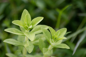 beautiful looking weed green, Good for backgrounds