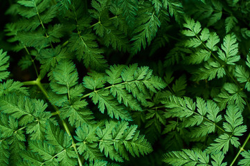 Background or texture of green, fresh and spring leaves of the wild plant cow parsley in the forest.