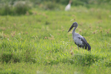 Single male Australian black beaked ibis in Kerala paddy field. The image has enough space for texts and other works