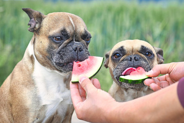 French Bulldog dogs being fed slices of fresh raw slices of watermelon fruit
