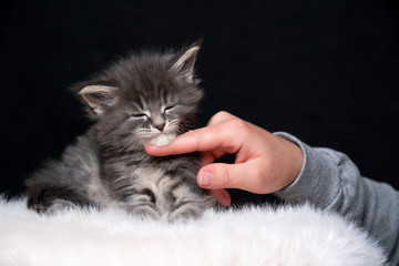 pet owner stroking tired maine coon kitten resting on finger