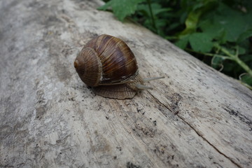 Brown vineyard snail (Helix pomatia) on a bright tree trunk