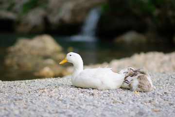 Ducks resting by the water
