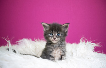 portrait of a cute maine coon kitten sitting on fake white fur in front of pink background with...