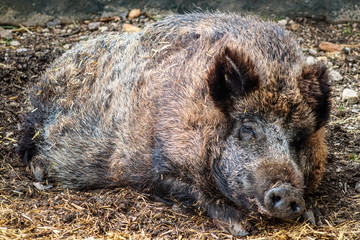 Wildschwein (Sus scrofa) Bache, in Suhle liegend